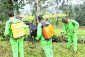 Youths working for Jeremiah Migosi spraying cattle at Itibo Ward. The program has employed at least 10 youths to run the program. Photo/Arnold Ageta.