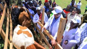 Nyamira Governor Amos Nyaribo launches a two-month vaccination campaign targeting more than 113,800 cattle against Foot and Mouth Disease. Photo/Arnold Ageta